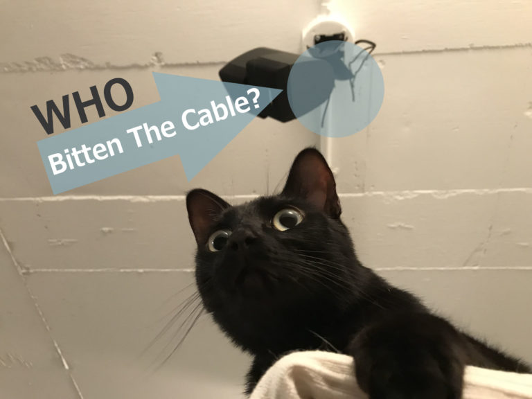 猫が電気コードを噛むのを防ぐ方法