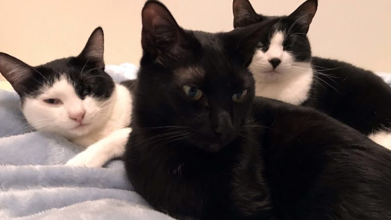 3 cats speepy