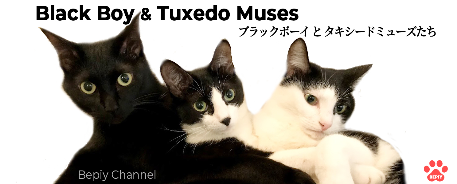 ベッピィー猫ちゃんねる